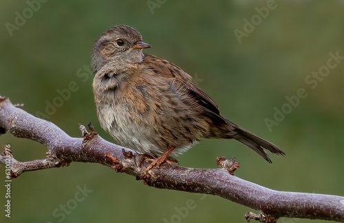 Adorable little bird perched atop a branch of a tree, basking in the sunlight outdoors