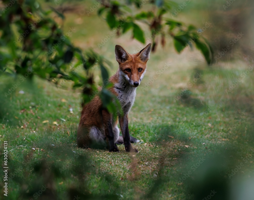Scenic view of a red fox on a green lawn
