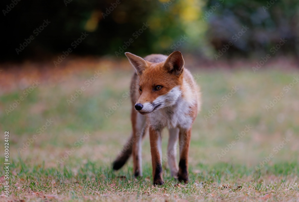 Scenic view of a red fox on a green lawn