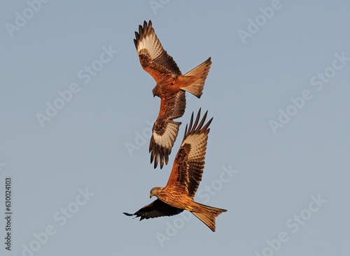 Canvas Print Large brown birds soar gracefully through the sky in close proximity to each oth