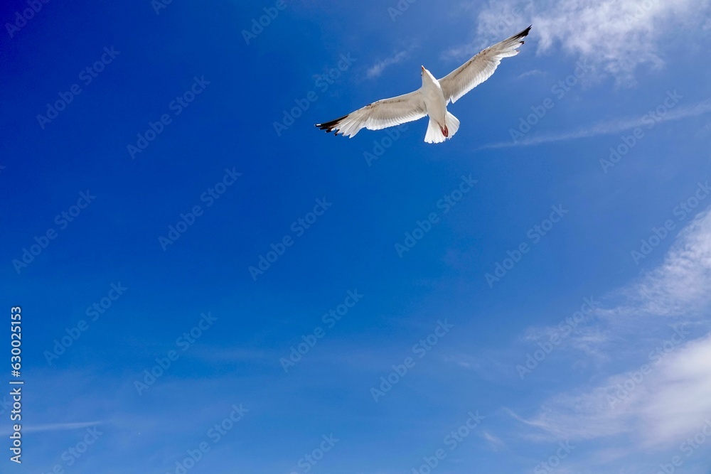 Seagull soaring through the sky against a backdrop of fluffy white clouds Seagull soaring through the sky against a backdrop of fluffy white clouds