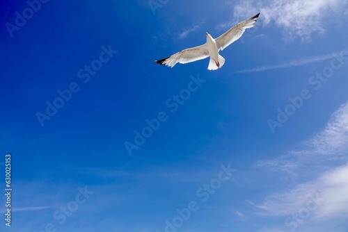 Seagull soaring through the sky against a backdrop of fluffy white clouds