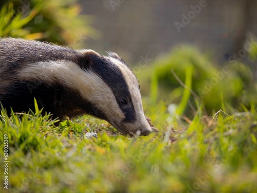 Badger standing in grass in a field, with trees in the background © Daniel Evans Photography/Wirestock Creators