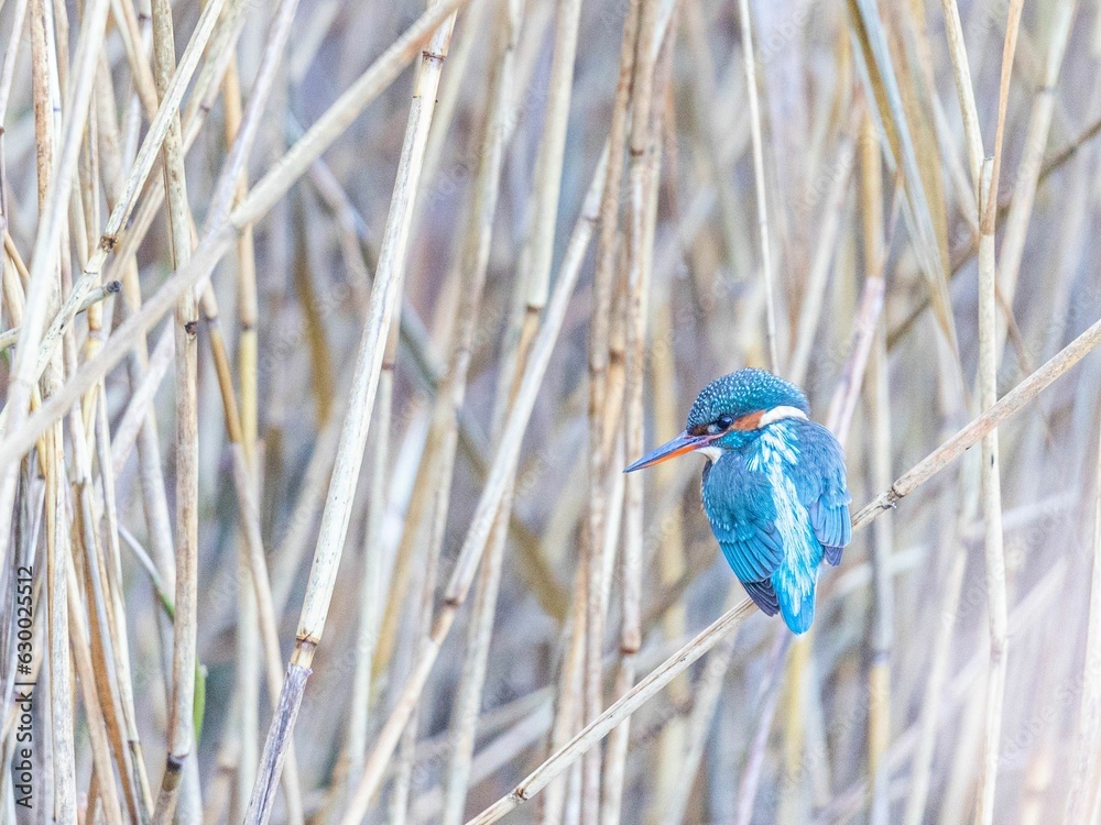 Vibrant, blue kingfisher perched on a thin tree branch