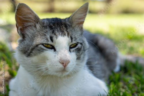 Wallpaper Mural Gray and white cat on the garden grass Torontodigital.ca