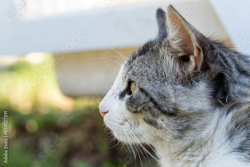Gray and white cat on the garden grass