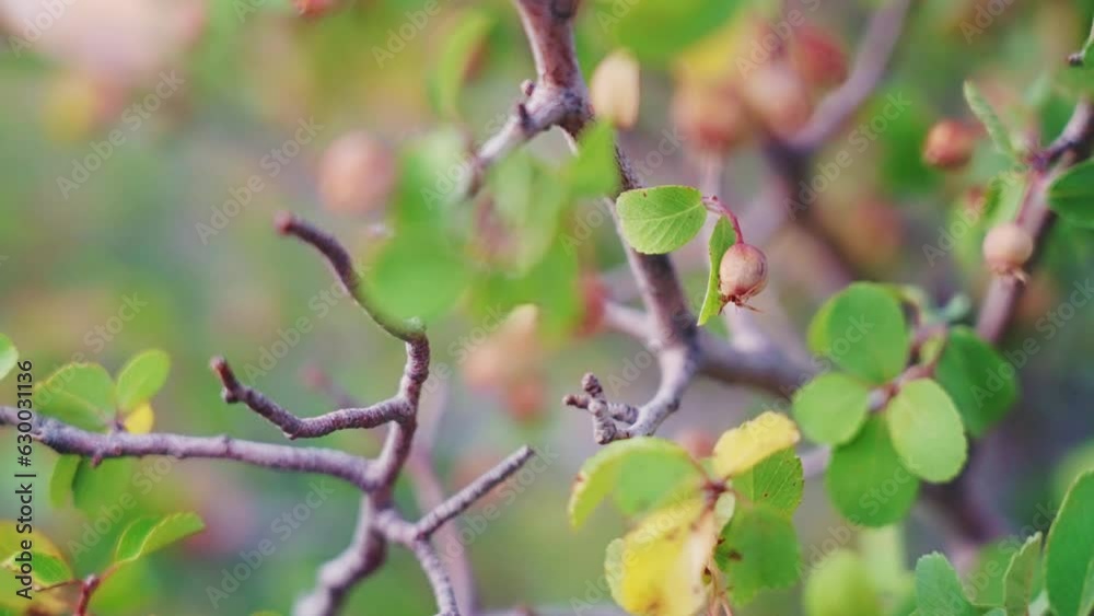 Close-up view of mountain snowberries growing on a tree with a blurred background Close-up view of mountain snowberries growing on a tree with a blurred background
