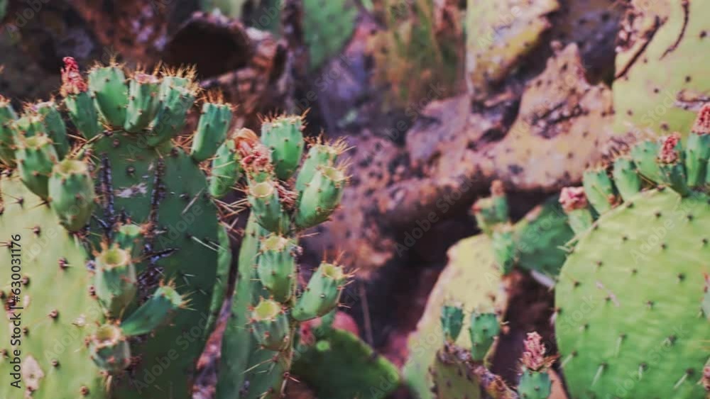 Close-up view of prickly pears growing in wild nature with a blurred background Close-up view of prickly pears growing in wild nature with a blurred background