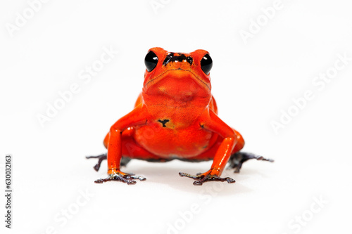 Strawberry poison-dart frog // Erdbeerfröschchen (Oophaga pumilio) photo