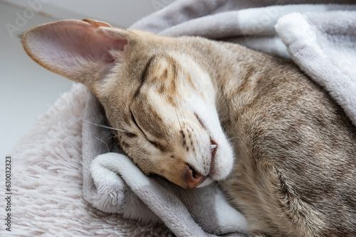 Cute oriental shorthair tabby kitten sleeping on a gray cat bed