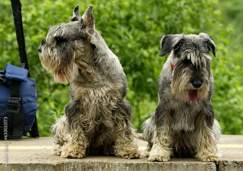 Russia. Kuzbass. The Mittelschnauzer is a guard dog breed, the average of the Schnauzer breed, the distinguishing feature of which is extremely high suspicion and distrust of outsiders. photo