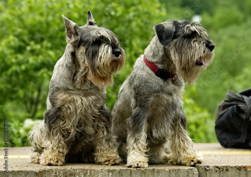 Russia. Kuzbass. The Mittelschnauzer is a guard dog breed, the average of the Schnauzer breed, the distinguishing feature of which is extremely high suspicion and distrust of outsiders.