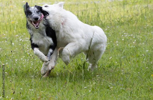 ein weißen schweizer Schäferhund der mit einem Border Collie mit Heterochromia iridis Augen und heraushängender Zunge auf einer eingezäunten Wiese tobt und versucht ihm ins Ohr zu beissen photo