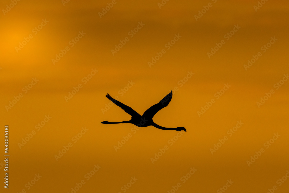 Fototapeta premium Flamant rose au couché de soleil