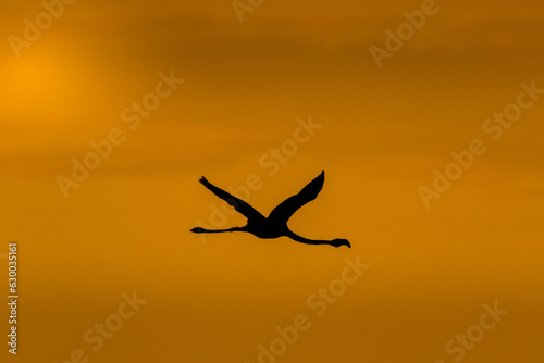 Flamant rose au couché de soleil