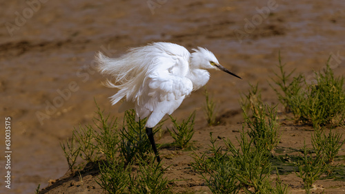 Aigrette garzette