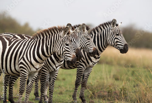 Selective focus on zebra at Masai Mara  Kenya