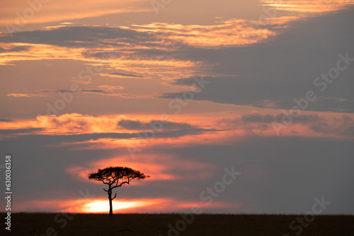 A beautiful landscape with dramatic sky and a lone tree during Sunset at Masai Mara