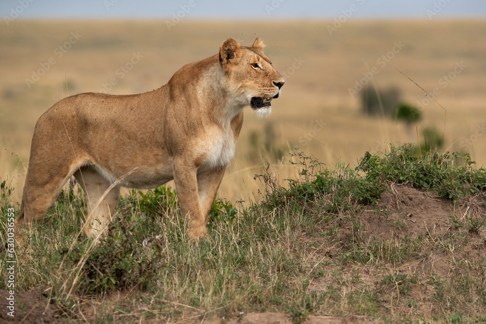 A subadult lioness observing the surrounding near a mound, Masai Mara, Kenya