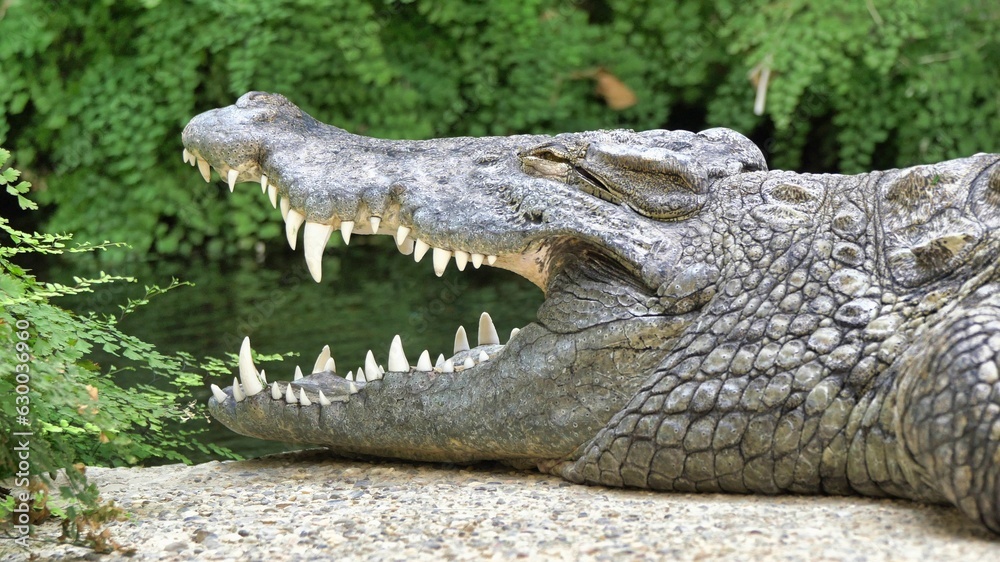 Obraz premium Large, powerful alligator in a natural setting with its powerful jaws wide open.