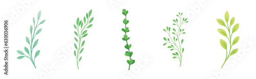 Sprigs and Twiglets with Green Leaves as Botanical Foliage Vector Set