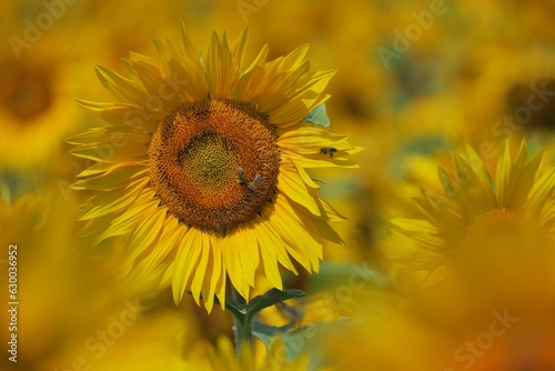 Lush field of sunflowers with bright yellow petals and a variety of warm hues radiating throughout