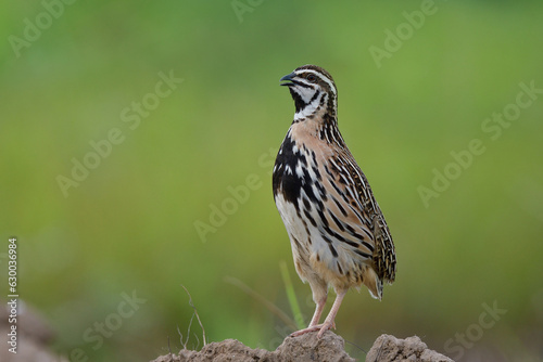 brown bird with black stripes singing beautiful song when expose on dirt pole on rainy day