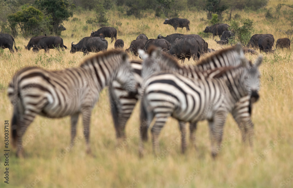Selective focus on cape Buffalos and zebras at the foreground, Masai Mara, Kenya Selective focus on cape Buffalos and zebras at the foreground, Masai Mara, Kenya