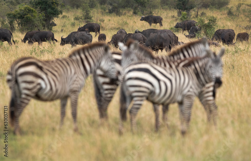 Selective focus on cape Buffalos and zebras at the foreground  Masai Mara  Kenya