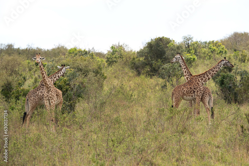 Giraffes in its habitat at Masai Mara  Kenya