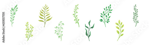 Sprigs and Twiglets with Green Leaves as Botanical Foliage Vector Set