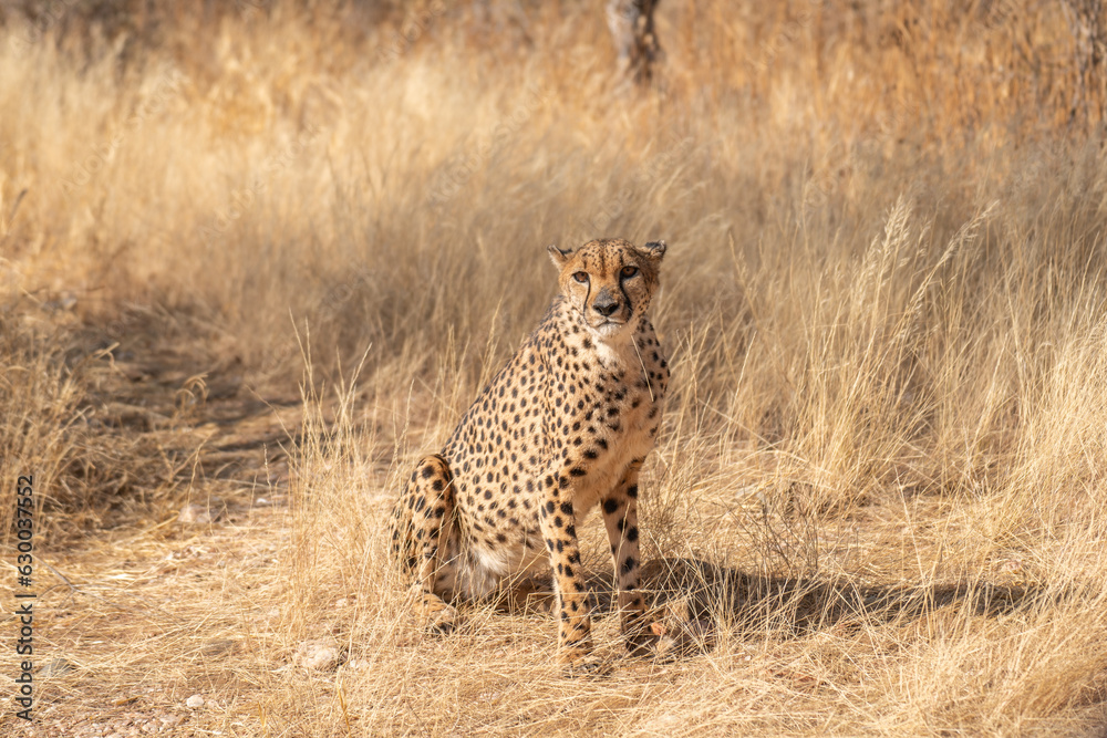 cheetah in the African savannah waiting for prey Namibia. cheetah in the African savannah waiting for prey Namibia.