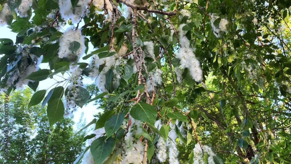 Closeup, poplar branch fluff falling down. Blooming poplar fluff seeds hang from green leaves