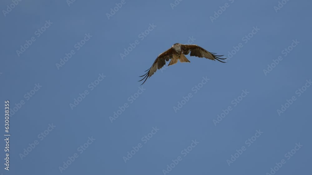 Slow-motion view of a hawk flying in the blue sky Slow-motion view of a hawk flying in the blue sky