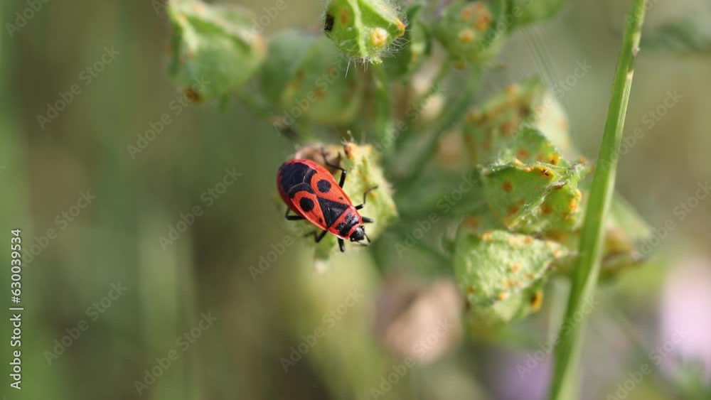 Macro shot of a European firebug on green pud plants in the garden