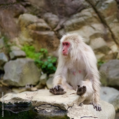 Japanese macaque sitting on the rock © William Steet