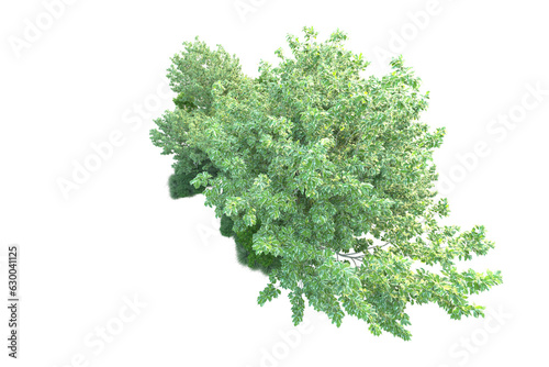 Green landscape isolated on transparent background. 3d rendering - illustration