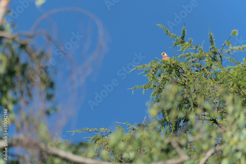 Falke sitzt in der Sonne vor blauem Himmel auf einer Tanne und beobachtet photo