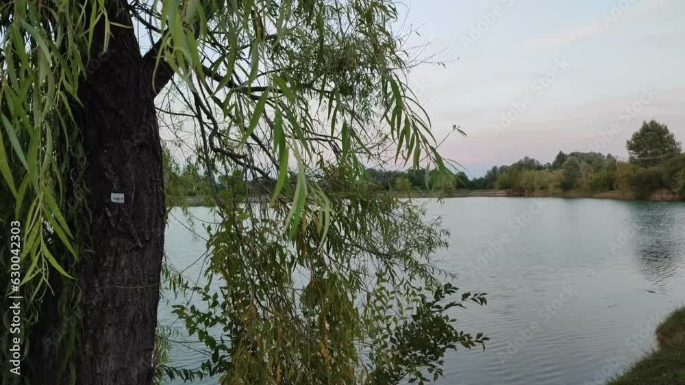 lake in the forest lake in the forest