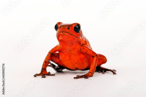 Strawberry poison-dart frog // Erdbeerfröschchen (Oophaga pumilio) - Cristobal