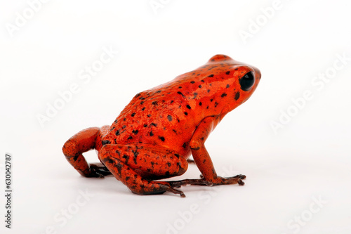 Strawberry poison-dart frog // Erdbeerfröschchen (Oophaga pumilio) - Cristobal photo