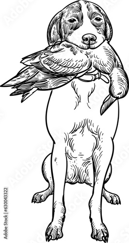 Vintage hand drawn sketch of English Pointer dog hunt bite a duck