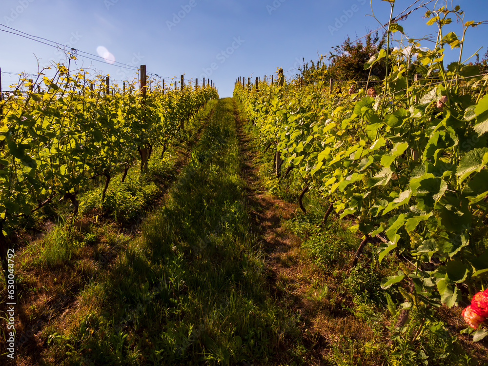 Obraz premium Sandomierz. Poland