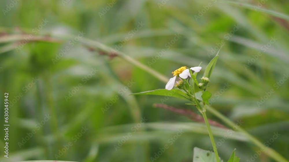 A beautiful shot of chamomile with the insect on it. Text space, blurred green nature on the background. Grass in the natural tranquil disorder A beautiful shot of chamomile with the insect on it. Text space, blurred green nature on the background. Grass in the natural tranquil disorder