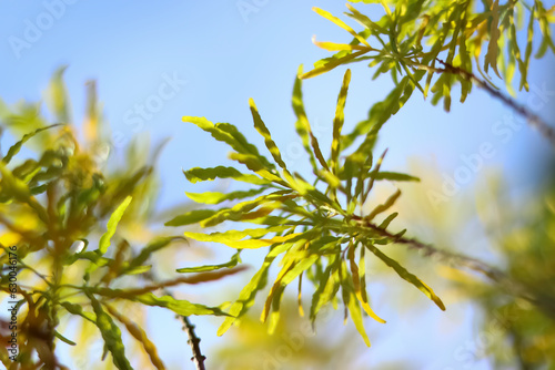 Closeup shot of very beautiful Golden False Aralia or Euodia plant.