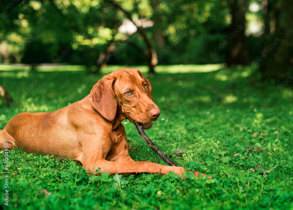 The dog of the Hungarian Vizsla breed is very thin lying on the green grass and gnawing on a stick. Dog in the forest. The photo is blurred. The dog of the Hungarian Vizsla breed is very thin lying on the green grass and gnawing on a stick. Dog in the forest. The photo is blurred.