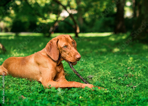 The dog of the Hungarian Vizsla breed is very thin lying on the green grass and gnawing on a stick. Dog in the forest. The photo is blurred.