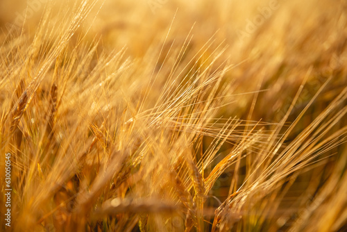 Beautiful bright yellow orange wheat in a wheat field. Photo  wallpaper
