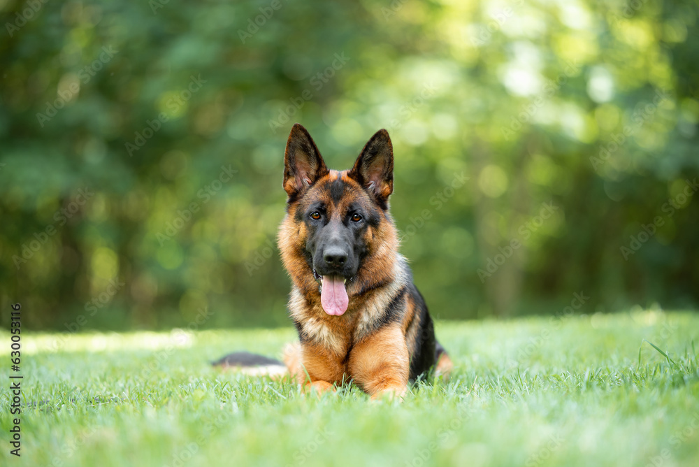 Beautiful black and tan german shepherd outdoor, green blurred background, green spring grass