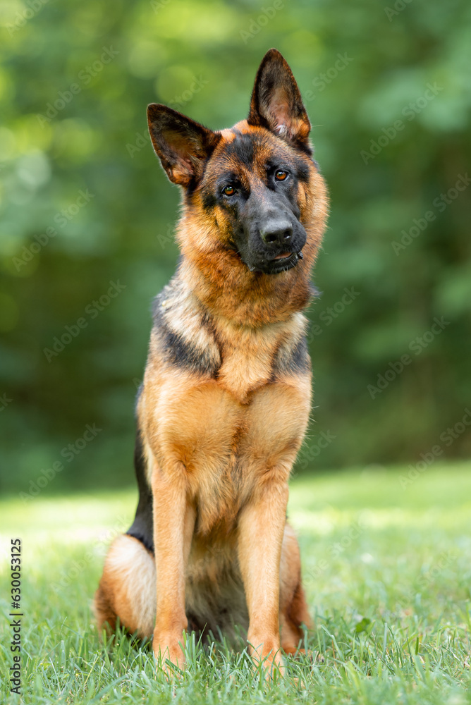 Beautiful black and tan german shepherd outdoor, green blurred background, green spring grass Beautiful black and tan german shepherd outdoor, green blurred background, green spring grass